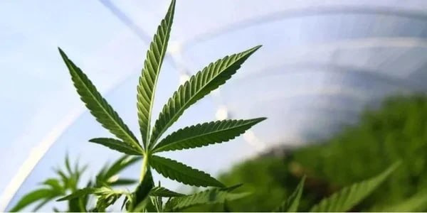 Канабіс легалізували. Що далі?
